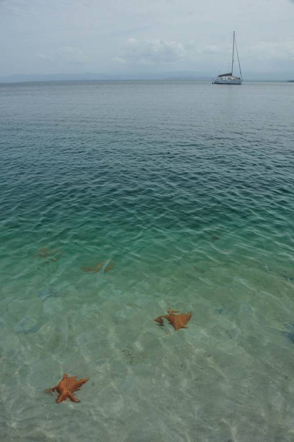 Estrelas do mar em Boca del Drago, praia de Isla Colón, em Bocas del Toro, no Panamá